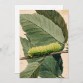 月面毛虫 | アボット・ハンダーソン・セイヤー (正面/裏面)