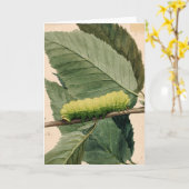 月面毛虫 | アボット・ハンダーソン・セイヤー カード (黄色い花)