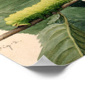 月面毛虫 | アボット・ハンダーソン・セイヤー ポスター (角)