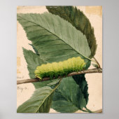 月面毛虫 | アボット・ハンダーソン・セイヤー ポスター (正面)