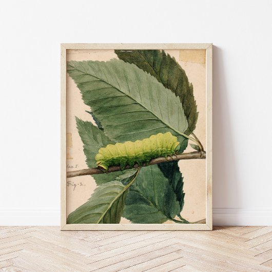 月面毛虫 | アボット・ハンダーソン・セイヤー ポスター