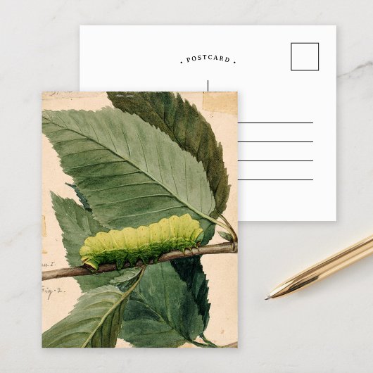 月面毛虫 | アボット・ハンダーソン・セイヤー ポストカード