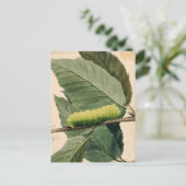 月面毛虫 | アボット・ハンダーソン・セイヤー ポストカード (スタンド正面)