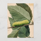 月面毛虫 | アボット・ハンダーソン・セイヤー ポストカード (正面)