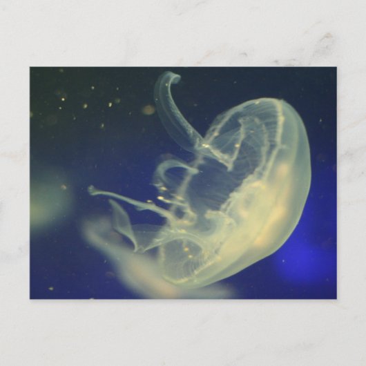 月 jellyfish ポストカード (正面)
