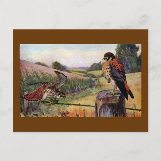 有刺鉄柵の上のアメリカのケストレル ポストカード (正面)