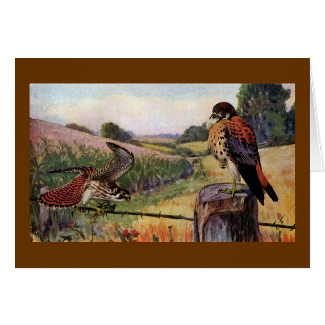 有刺鉄線の塀のアメリカのKestrels (正面横)