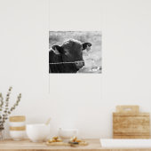 有刺鉄線フェンス16x20の後ろの白黒の牛 ポスター (キッチン)