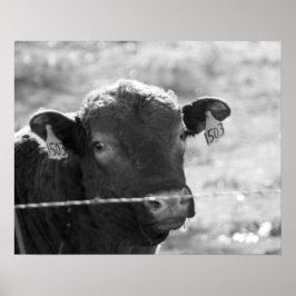 有刺鉄線フェンス16x20の後ろの白黒の牛 ポスター