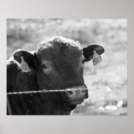 有刺鉄線フェンス16x20の後ろの白黒の牛 ポスター (正面)