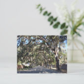 有名なマグノリア通りセントオーガスティンフロリダ州 ポストカード (スタンド正面)