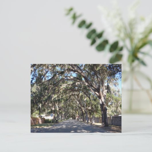 有名なマグノリア通りセントオーガスティンフロリダ州 ポストカード (スタンド正面)