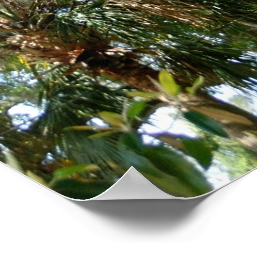 有名な愛の木セントオーガスティンFl ポスター (角)