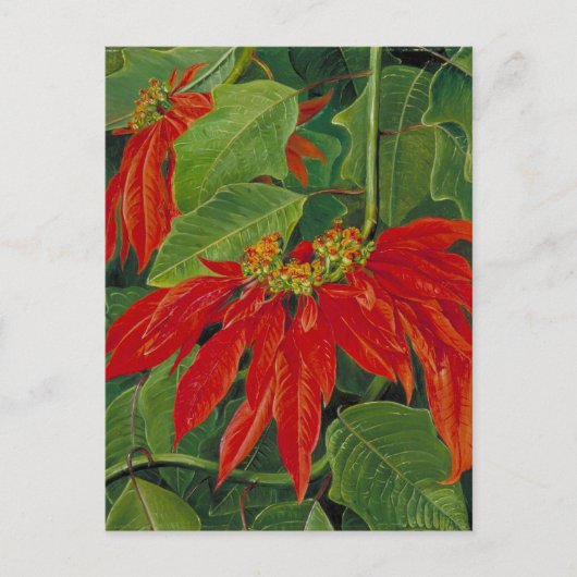 有名な『フロー・デ・パスクア』か『イースター・フ絵画ラワー』か。 ポストカード (正面)