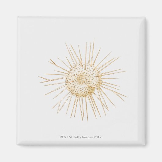 有孔虫の殻イラストレーション マグネット (正面)