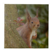 有害なアカリス タイル (正面)