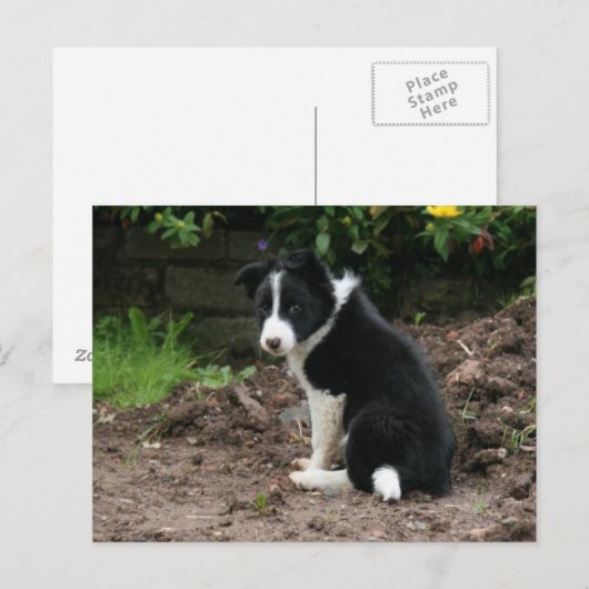 有害な子犬 ポストカード (正面/裏面)