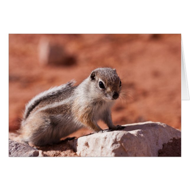 有望な眺望 (正面横)