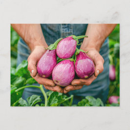 有機農園の紫色のナス シーズンポストカード