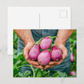 有機農園の紫色のナス シーズンポストカード (正面/裏面)