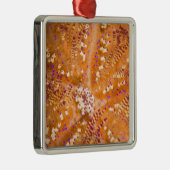 有毒な火の少年(Asthenosomaのvarium) メタルオーナメント (右)