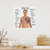 有毒クモの咬合図でよく見られる症状 ポスター (キッチン)