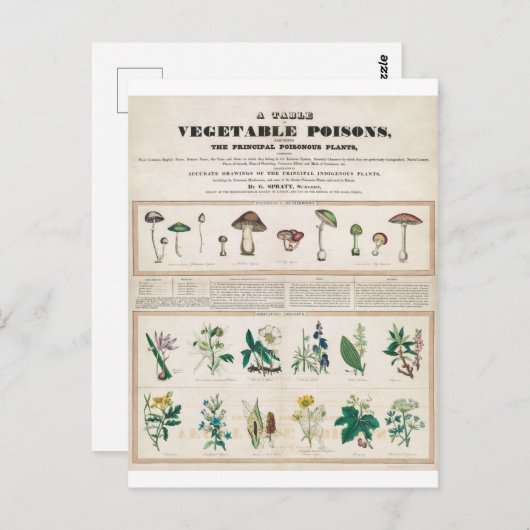 有毒植物ヴィンテージ葉書 ポストカード (正面/裏面)