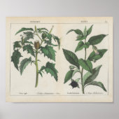 有毒植物 | シャーロッテメアリーヨンゲ ポスター (正面)