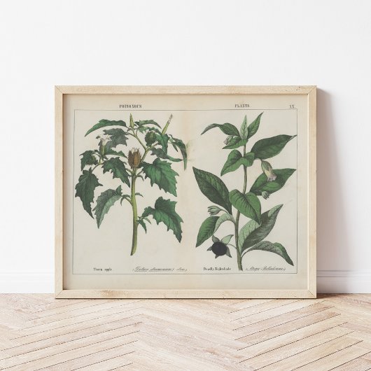 有毒植物 | シャーロッテメアリーヨンゲ ポスター