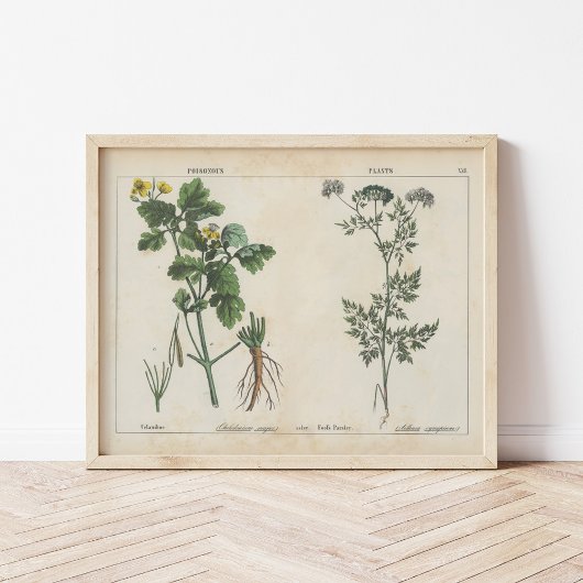 有毒植物 | シャーロッテメアリーヨンゲ ポスター
