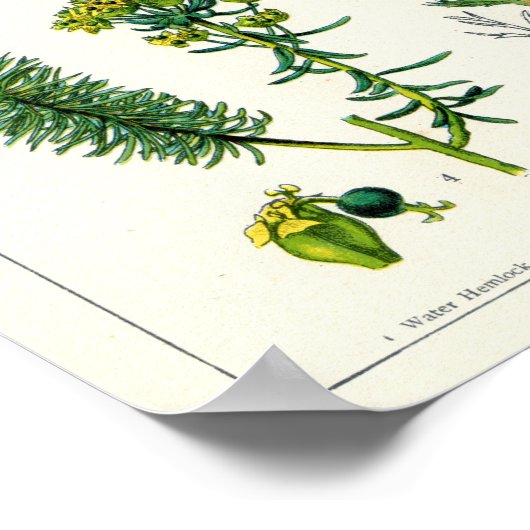 有毒植物 ポスター (角)