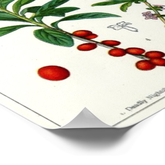 有毒植物 ポスター (角)