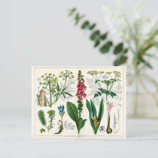 有毒植物 ポストカード (スタンド正面)