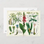 有毒植物 ポストカード (正面/裏面)