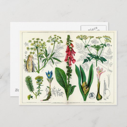 有毒植物 ポストカード (正面/裏面)
