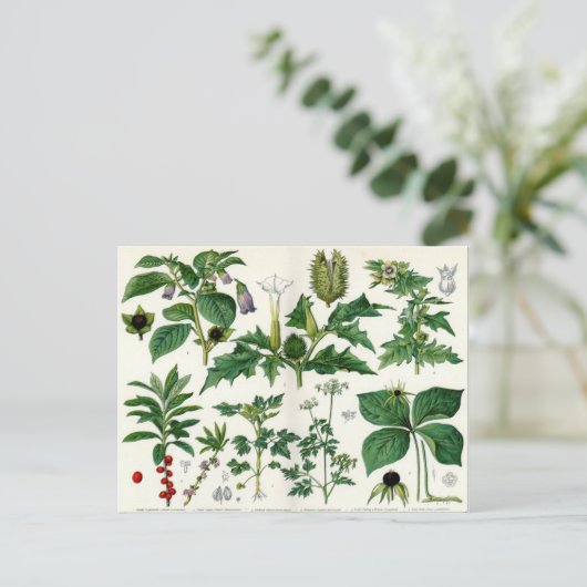 有毒植物 ポストカード (スタンド正面)
