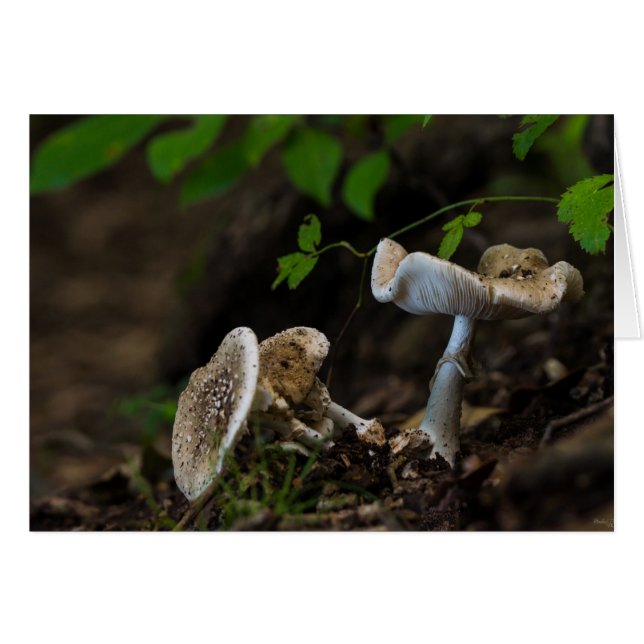 有毒美しい (正面横)