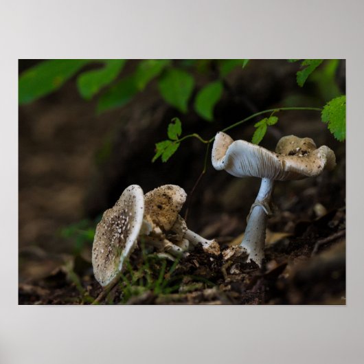 有毒美しい ポスター (正面)