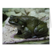 有毛包皮 (正面横)