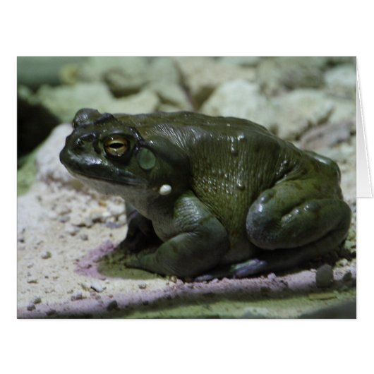 有毛包皮 (正面横)