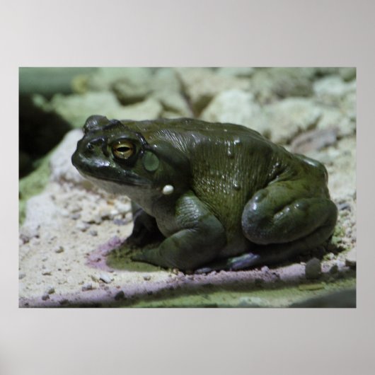 有毛包皮 ポスター (正面)