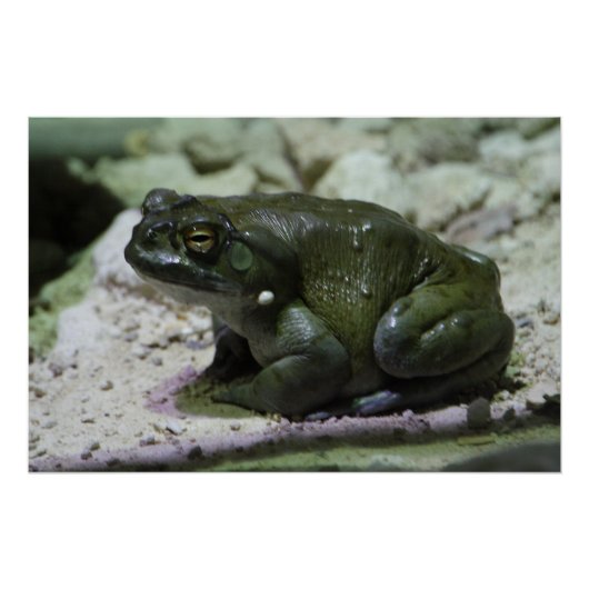 有毛包皮 ポスター (正面)