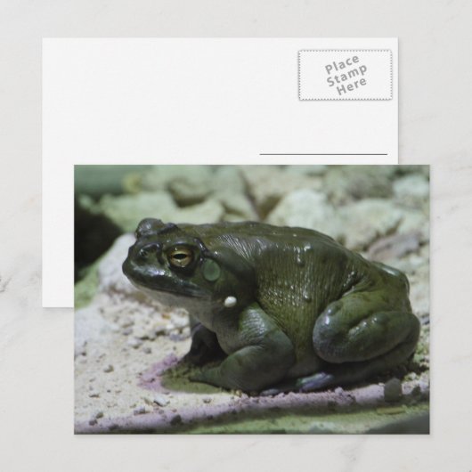 有毛包皮 ポストカード (正面/裏面)