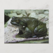 有毛包皮 ポストカード (正面)