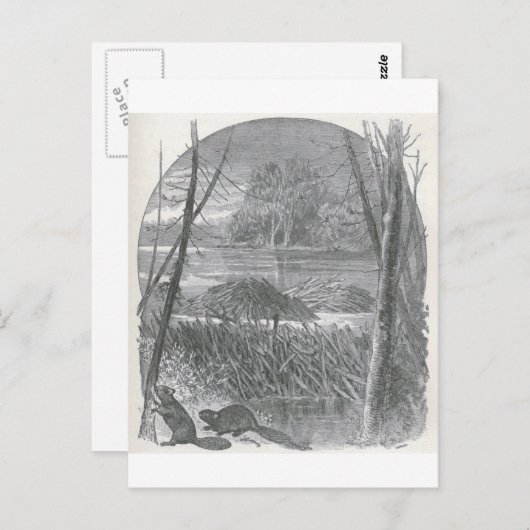 有生の世界-ビーバーのダムの一見 ポストカード (正面/裏面)