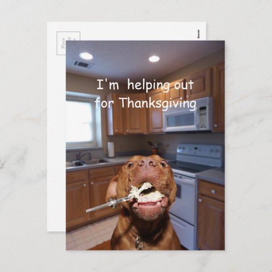 有用な感謝祭犬 シーズンポストカード (正面/裏面)