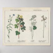有用な植物 | シャーロッテメアリーヨンゲ ポスター (正面)