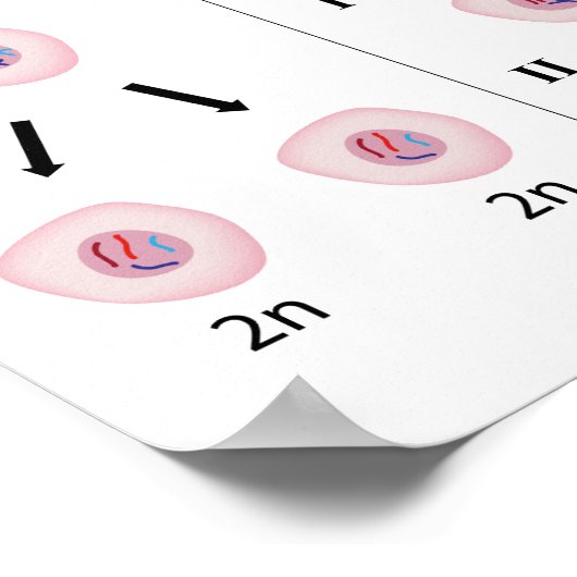 有糸分裂と減数分裂ポスター ポスター (角)