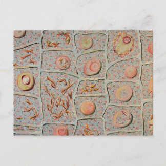 有糸分裂 ポストカード
