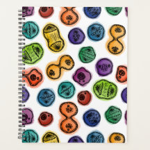 有糸分裂 – 白の色